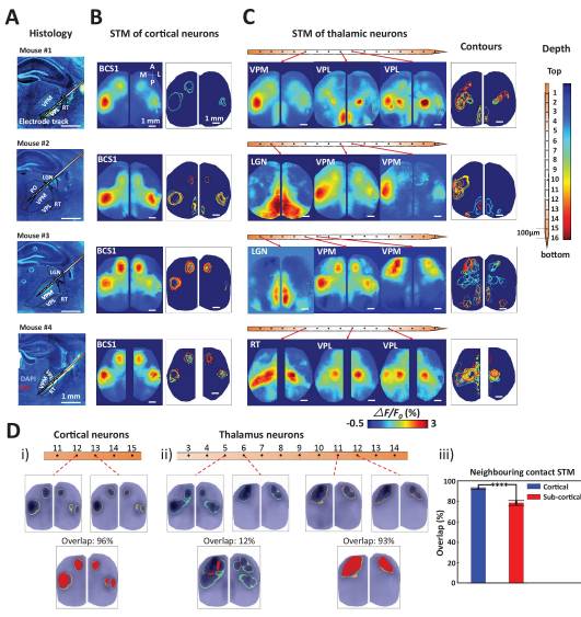 Mapping cortical mesoscopic networks of single spiking cortical or sub-cortical neurons